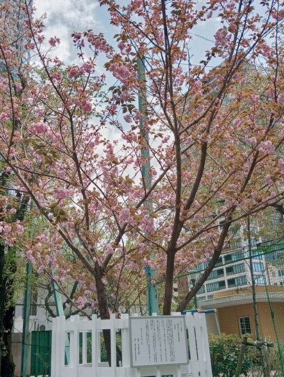 グルーの桜